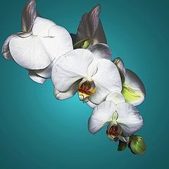 photo "Orchid compo 2"
