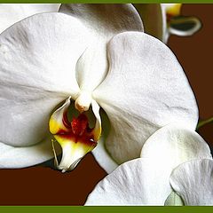 photo "Orchid compo 3"