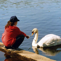 photo "To feed a swan"