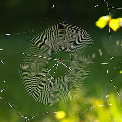 photo "Threads of a Distant Autumn"