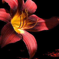 photo "25729 Hemerocallis flower"