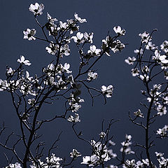 photo "Dogwood Blossoms"