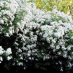 photo ""Rambling Rector 2 ""