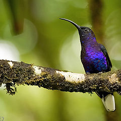 photo "Violet Sabrewing"