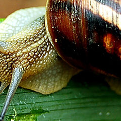 photo "escargot"