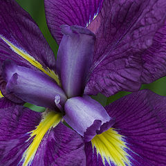 photo "Iris"