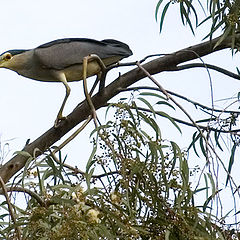 photo "Nycticorax nycticorax"