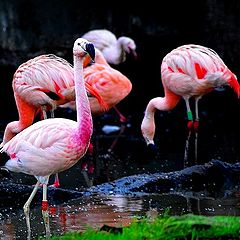 photo "Caribbean Flamingo"