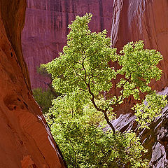 photo "In Slot Canyon / 0059_17"