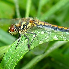 photo "Dragonfly"