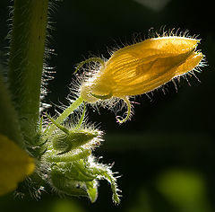 photo "Kitchen Garden (1)"