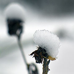 photo "Winter dandelion"