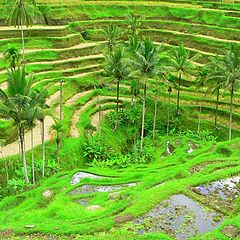 photo "Padi Field"