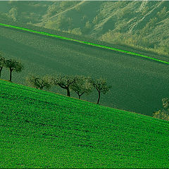 photo "green landscape"