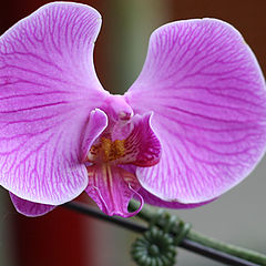 photo "Singapore Orchid 2"