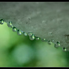 фото "dripping mushrooms"