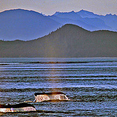photo "Whale Tails"
