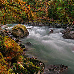 photo "Rainforest river"