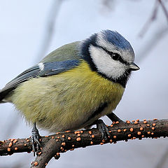 photo "Parus caeruleus (4)"