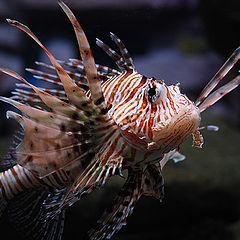 photo "Lion-fish"