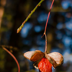 photo "In  rays of the short day."