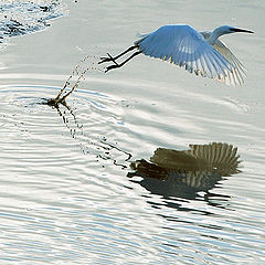 photo "Take Off"