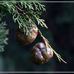 фото "Про шишечки..."