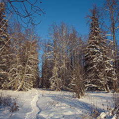 фото "Зимний лес"