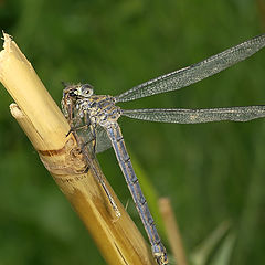 фото "Канибал"