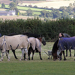photo "Horses in a coat"
