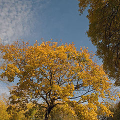 photo "The sun in autumn branches"