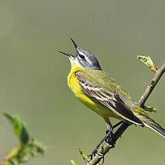 photo "Blue-headed Wagtail"