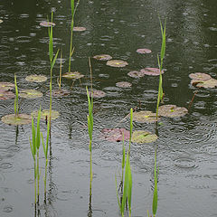 фото "Tristesse"