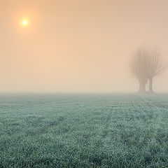 photo "Frozen and misty"