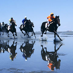 photo "Horse-race in the mudflats"