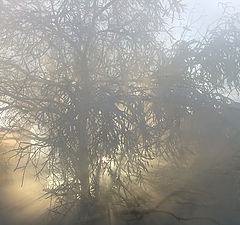 photo "Sun&Fog"