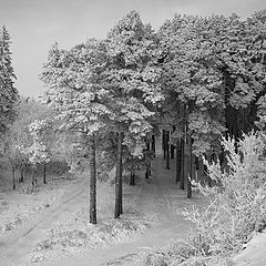 фото "Сосны на склоне"