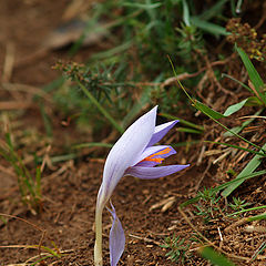 photo "Lone flower on Ai-Petri (Crimea)"