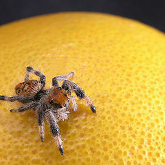 фото "Spider on orange"