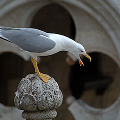 photo "Venice, Doge's Palace"