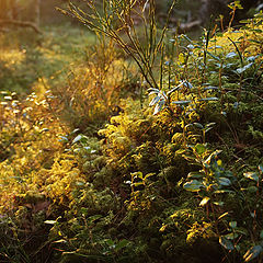 фото "Mossy Woodland, Cairngorms National Park, Scotland"