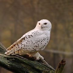 photo "Snowy Owl"