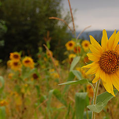 photo "...a little bit of sun...."