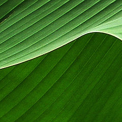 фото "Дюны  (лист банана - фрагмент)"