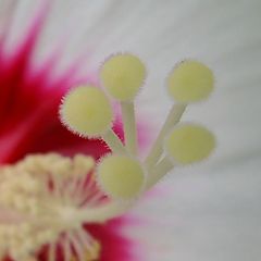 фото "Heart of flower"