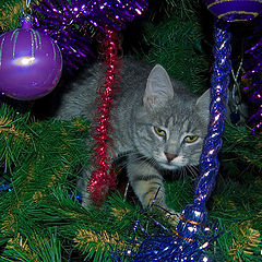 photo "A Christmas tree at no mice..."