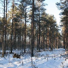 фото "Зимний бор"