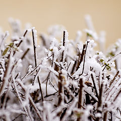 photo "Frosen"