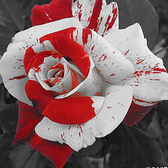 photo "Bloodied Beauty"