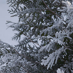 photo "frozen lace"